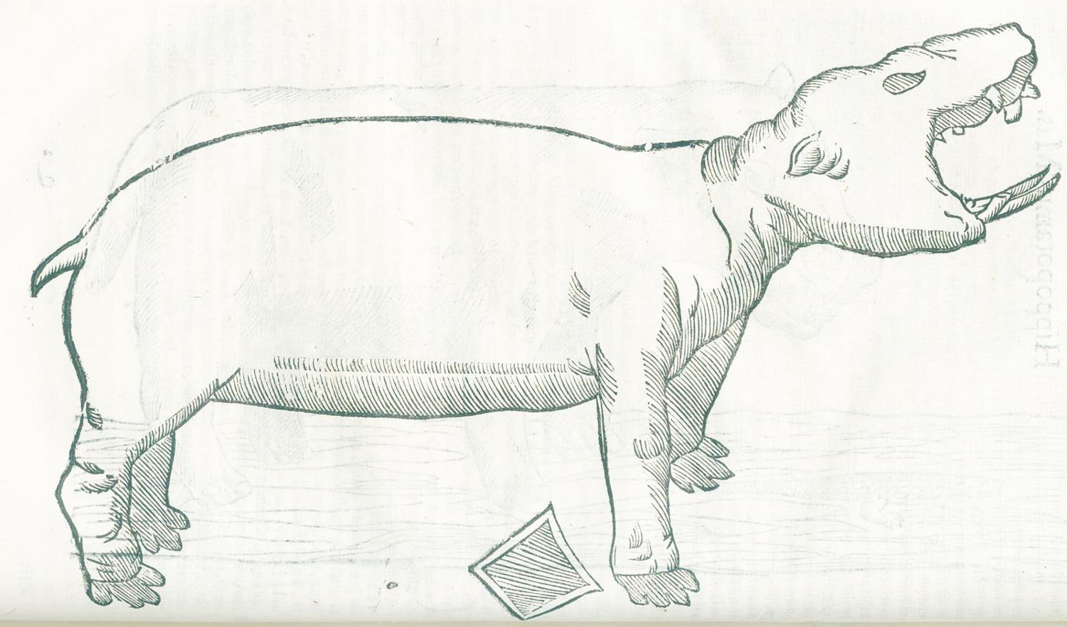 Große Abbildung Nr.2: 128-1897 Aldrovandi,U.: (Zoologie)