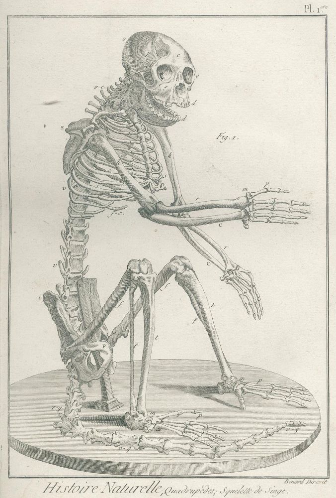 Große Abbildung Nr.1: 128-1899 Bonnaterre,J.P.: (Zoologie)
