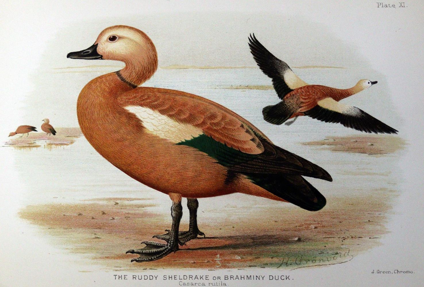 Große Abbildung Nr.1: 128-1902 Baker,E.C.S.: (Zoologie, Enten)
