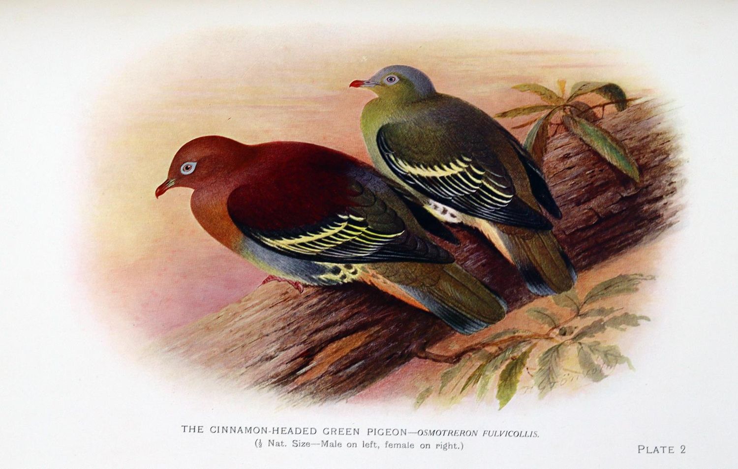 Große Abbildung Nr.2: 128-1902 Baker,E.C.S.: (Zoologie, Enten)