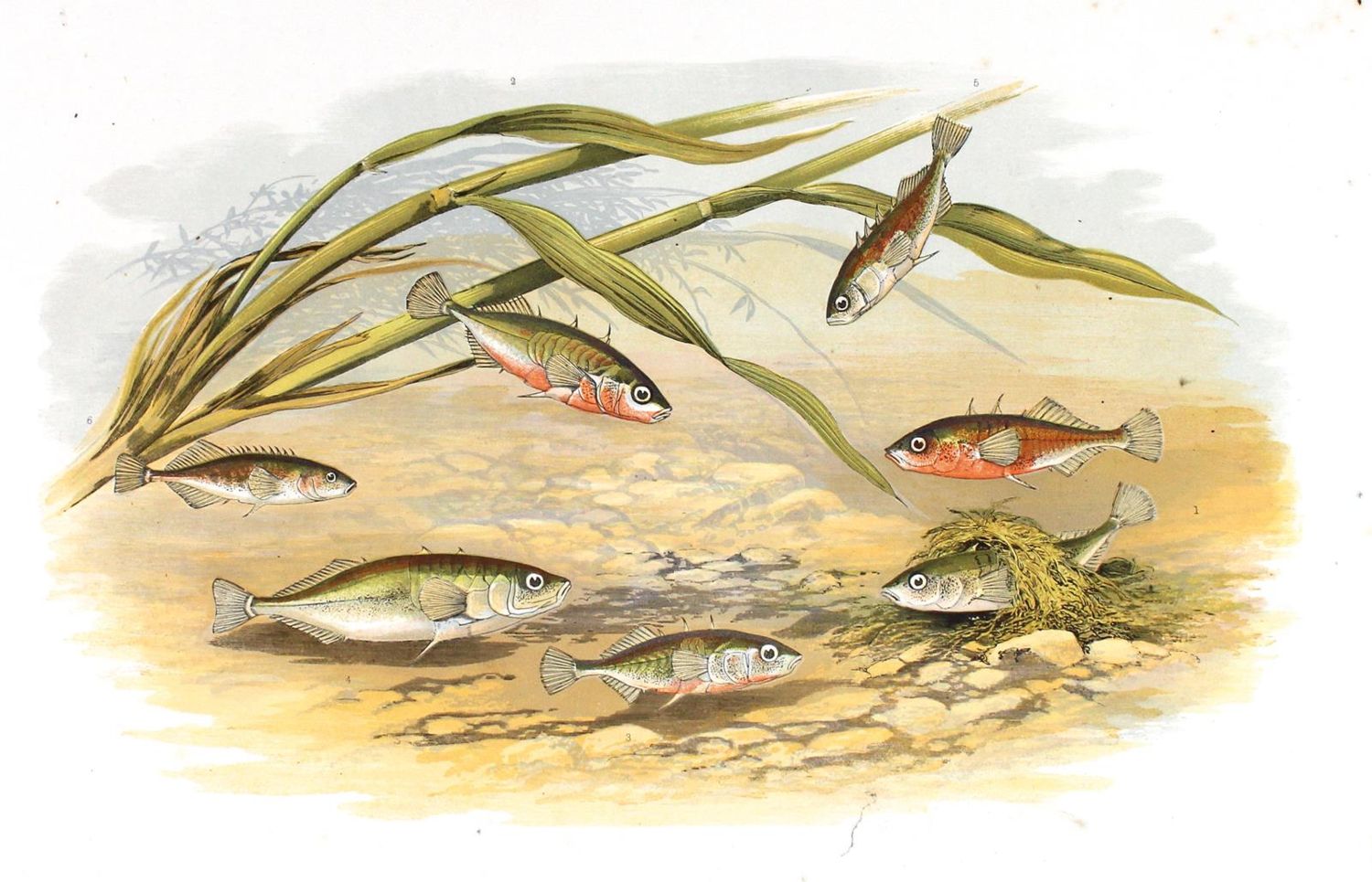 Große Abbildung Nr.3: 128-1906 Houghton,W.: (Zoologie, Fische)