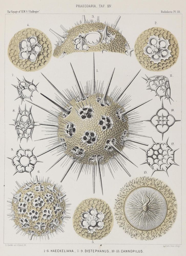 Große Abbildung Nr.1: 128-1908 Haeckel,E.: (Zoologie)