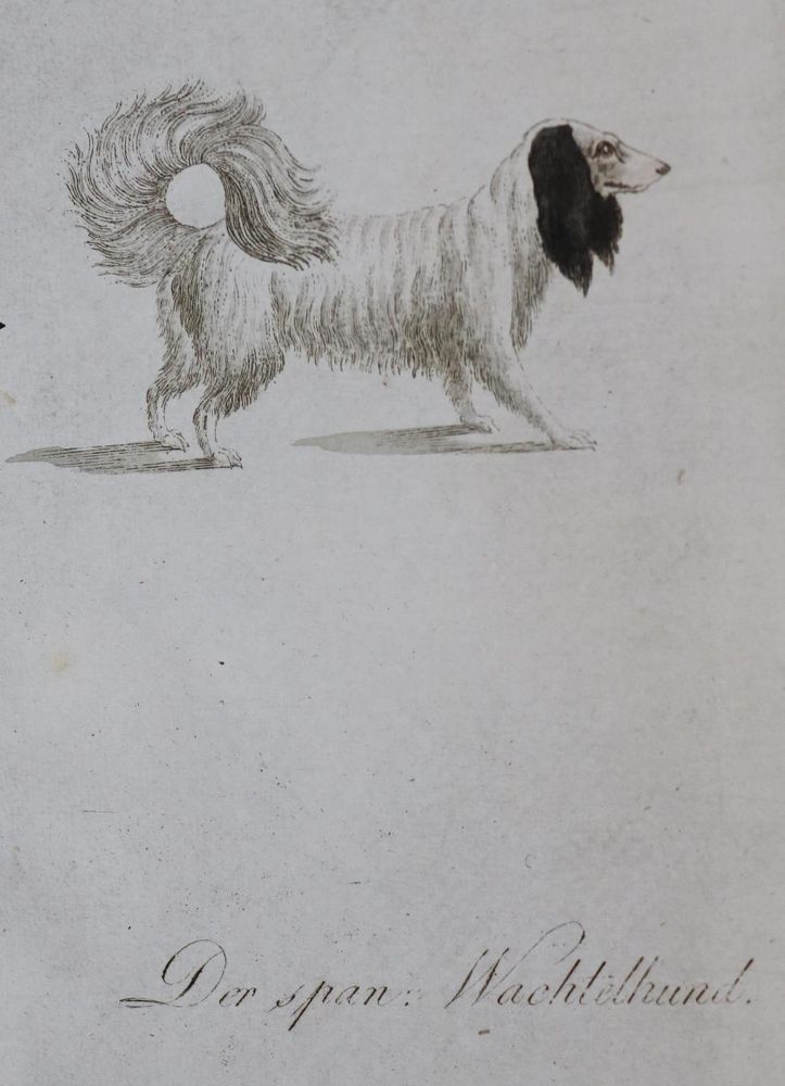 Große Abbildung Nr.210: 128-1910 Götz,T.: (Zoologie, Hunde)