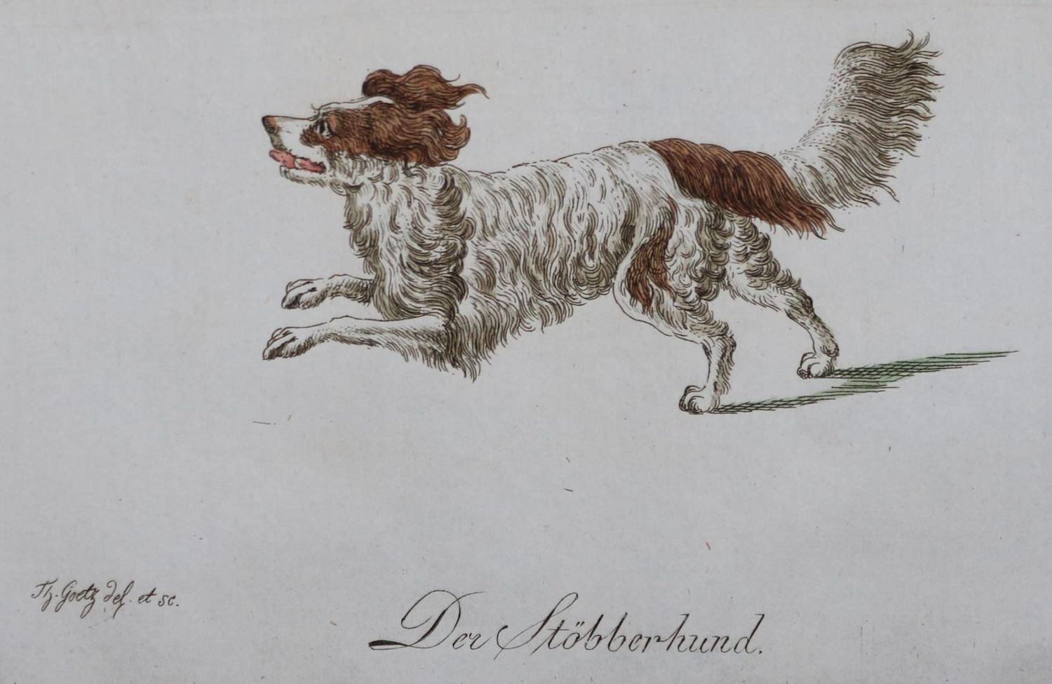 Große Abbildung Nr.211: 128-1910 Götz,T.: (Zoologie, Hunde)