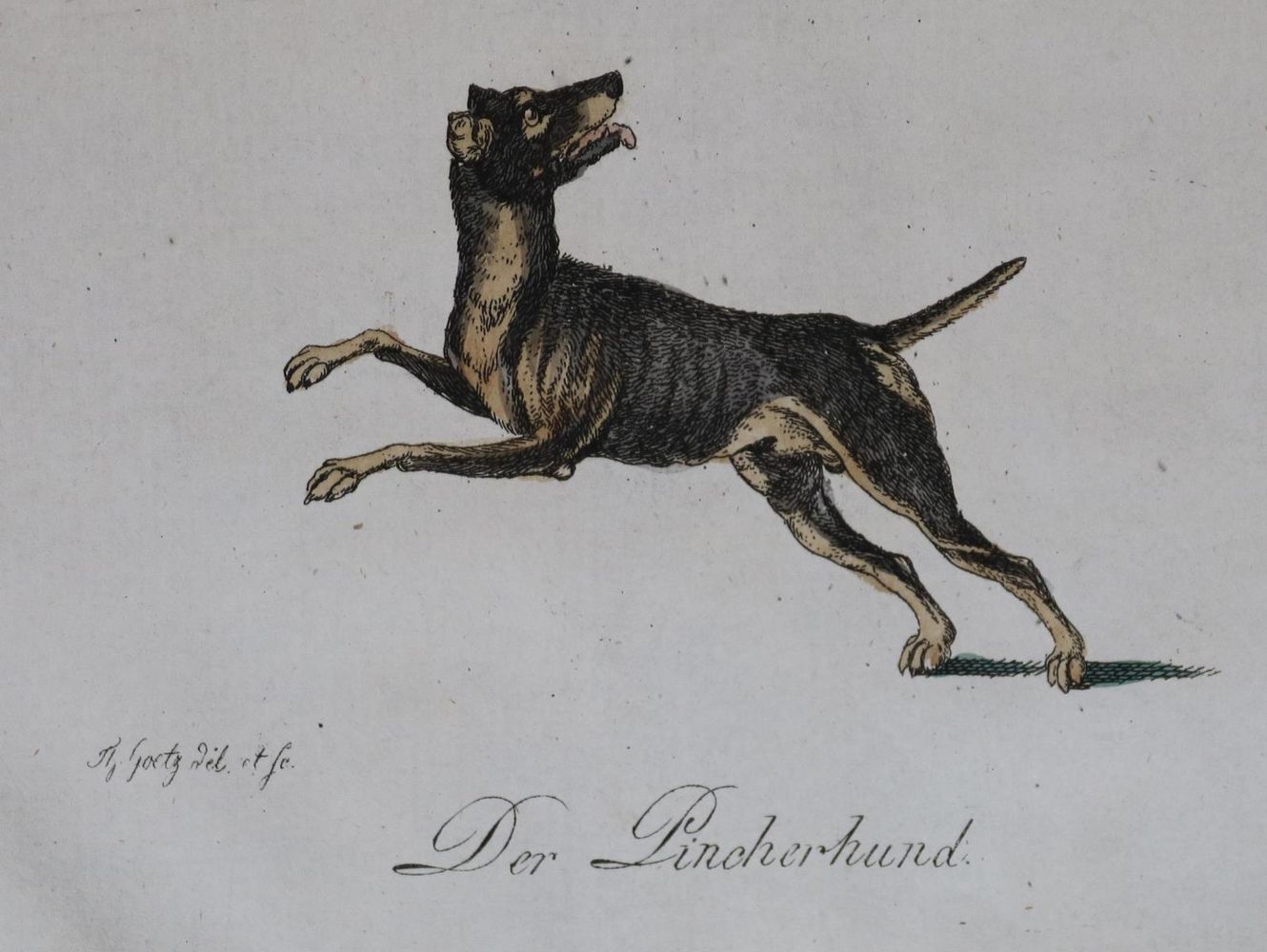 Große Abbildung Nr.212: 128-1910 Götz,T.: (Zoologie, Hunde)