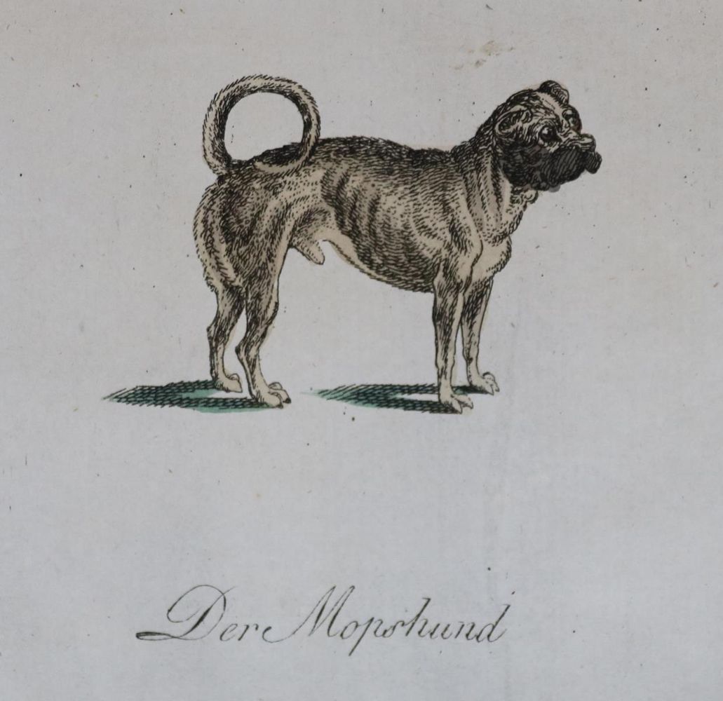 Große Abbildung Nr.213: 128-1910 Götz,T.: (Zoologie, Hunde)