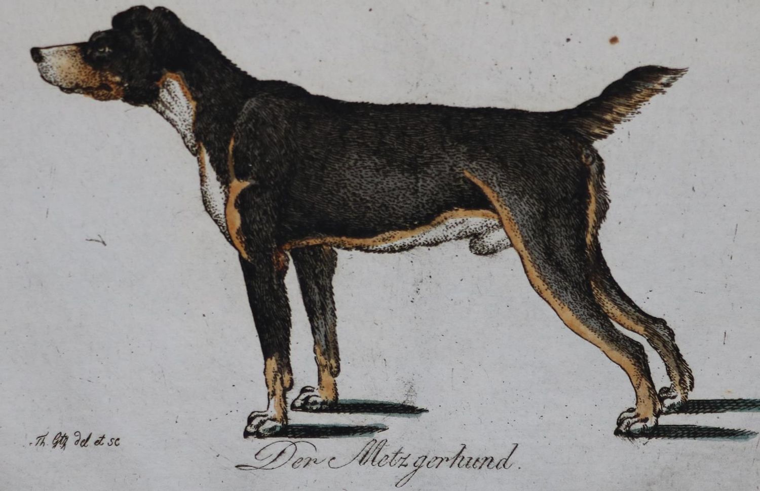 Große Abbildung Nr.214: 128-1910 Götz,T.: (Zoologie, Hunde)