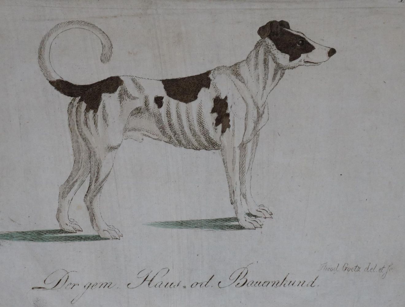 Große Abbildung Nr.24: 128-1910 Götz,T.: (Zoologie, Hunde)
