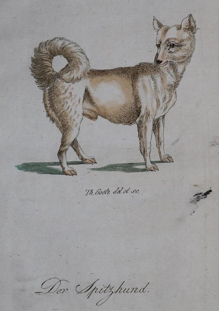Große Abbildung Nr.25: 128-1910 Götz,T.: (Zoologie, Hunde)