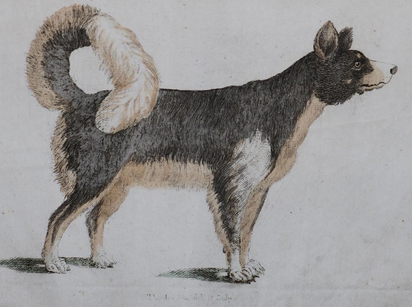 Große Abbildung Nr.26: 128-1910 Götz,T.: (Zoologie, Hunde)