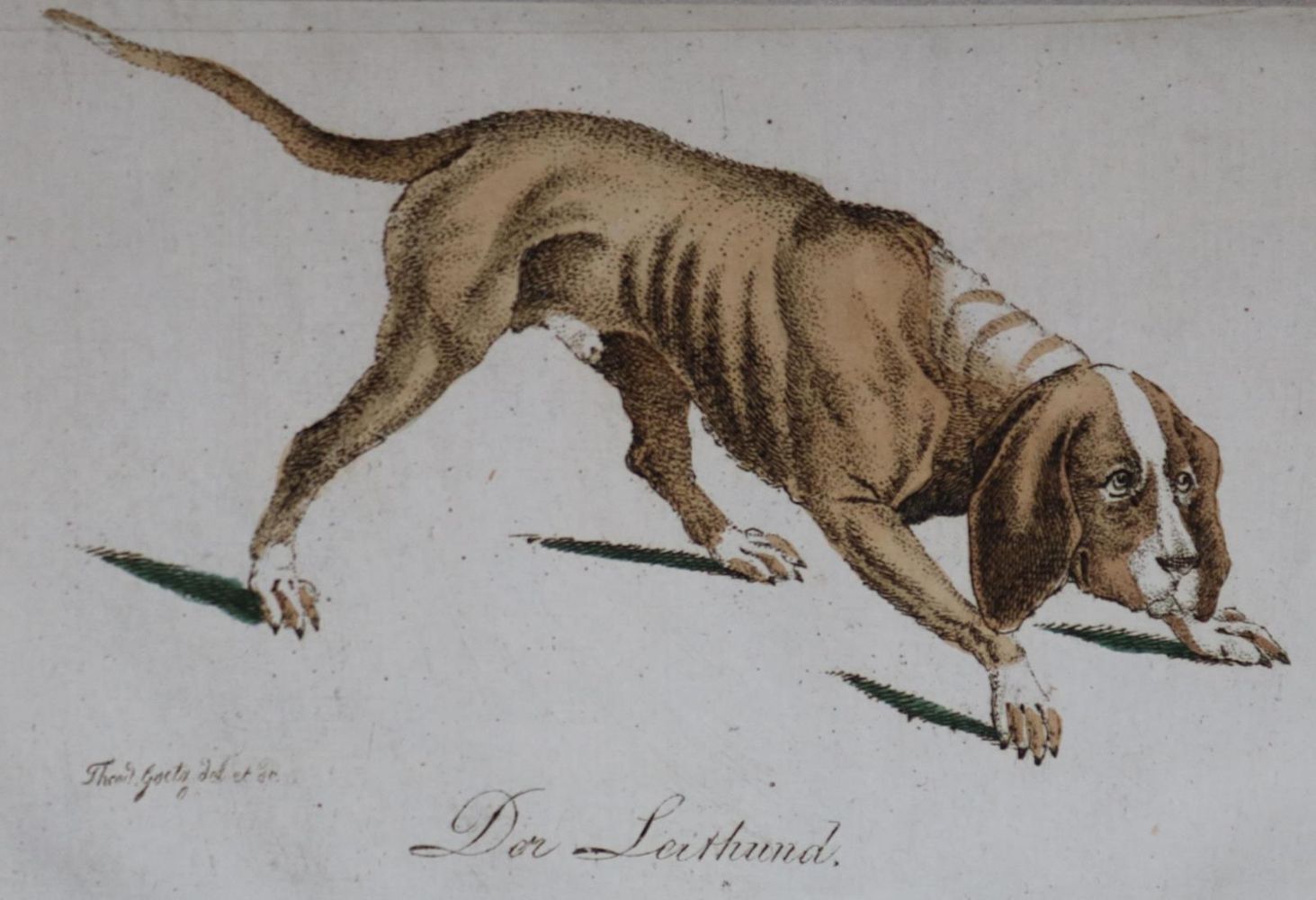 Große Abbildung Nr.27: 128-1910 Götz,T.: (Zoologie, Hunde)