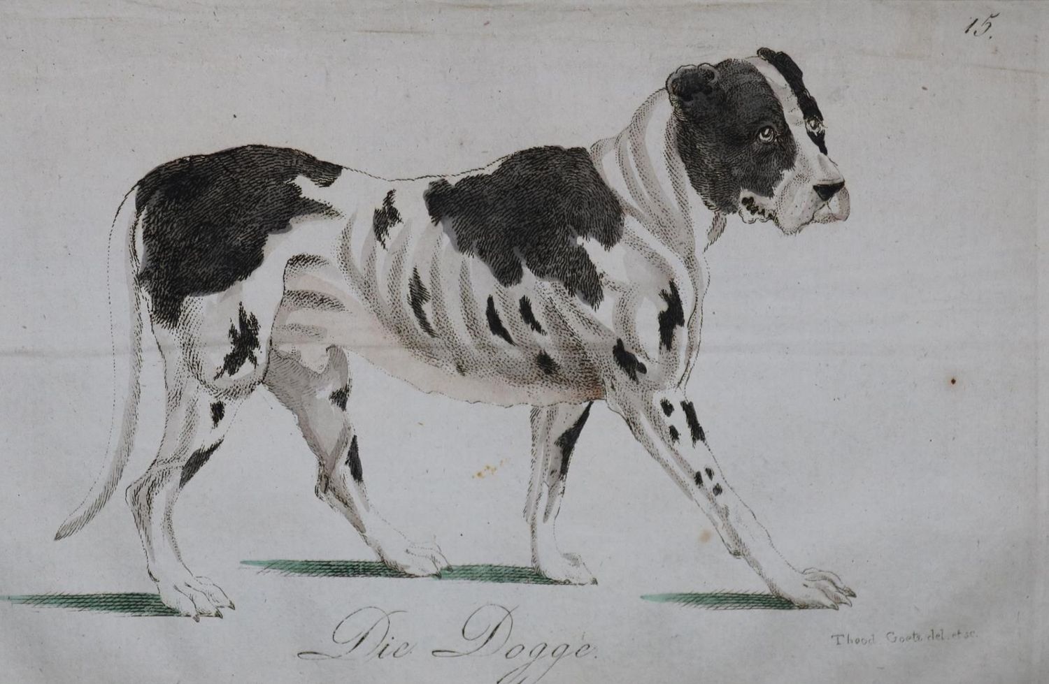 Große Abbildung Nr.28: 128-1910 Götz,T.: (Zoologie, Hunde)