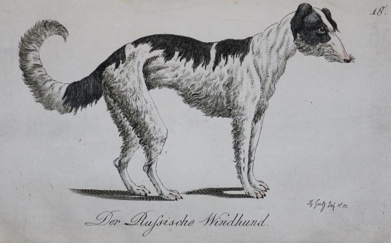 Große Abbildung Nr.29: 128-1910 Götz,T.: (Zoologie, Hunde)