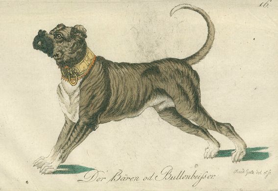 Große Abbildung Nr.1: 128-1911 Götz,Th.: (Zoologie, Hunde)