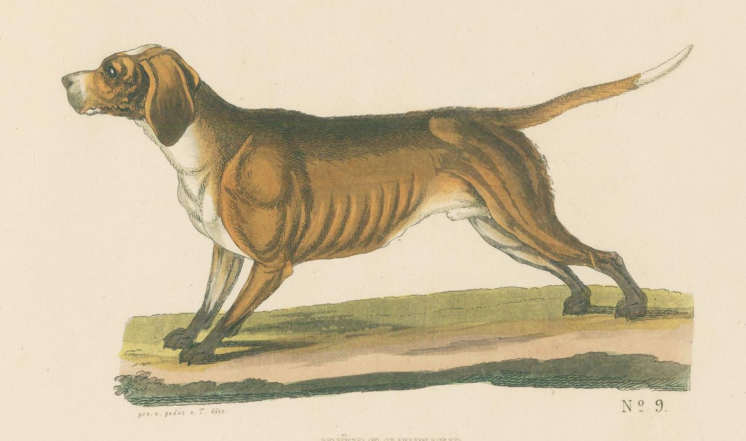 Große Abbildung Nr.2: 128-1911 Götz,Th.: (Zoologie, Hunde)