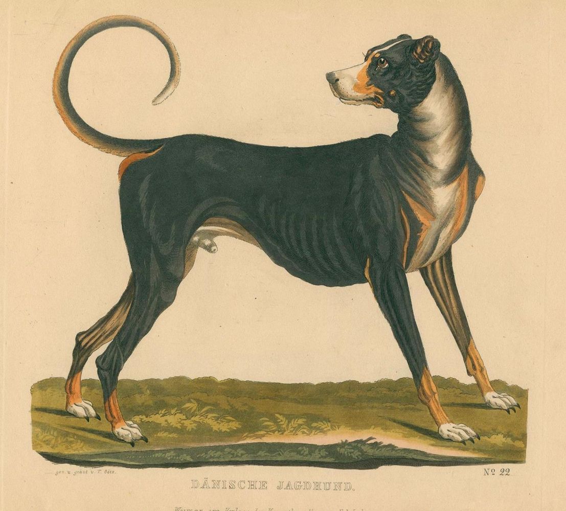 Große Abbildung Nr.3: 128-1911 Götz,Th.: (Zoologie, Hunde)