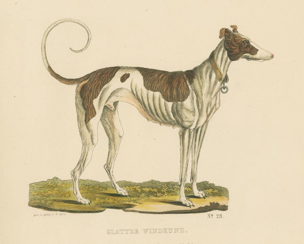 Große Abbildung Nr.4: 128-1911 Götz,Th.: (Zoologie, Hunde)