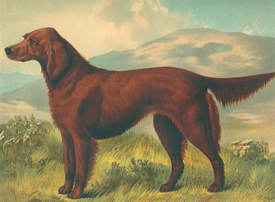 Große Abbildung Nr.1: 128-1916 Shaw,V.: (Zoologie, Hunde)