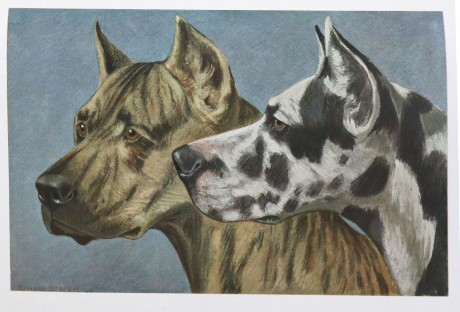 Große Abbildung Nr.1: 128-1918 Strebel,R.: (Zoologie, Hunde)