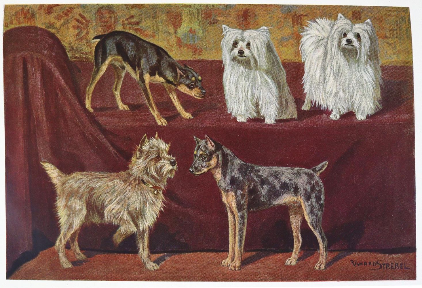 Große Abbildung Nr.1: 128-1919 Strebel,R.: (Zoologie, Hunde)
