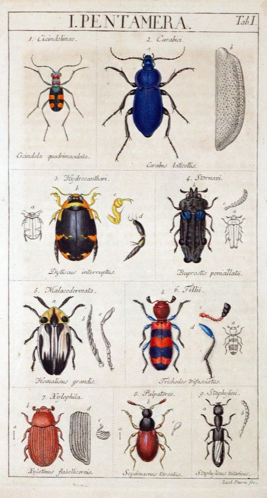 Große Abbildung Nr.1: 128-1924 Sturm,J.: (Zoologie, Insekten)