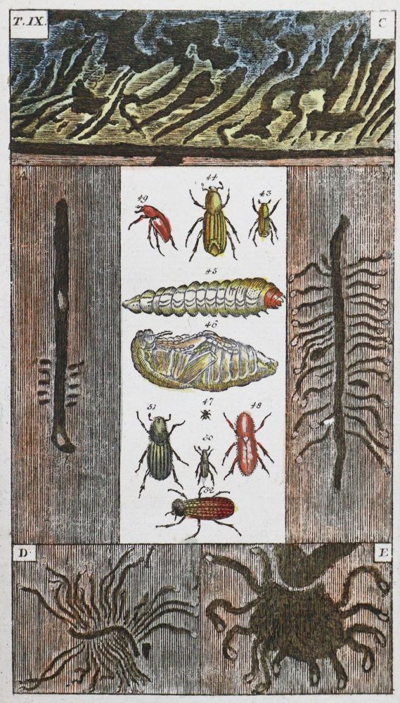 Große Abbildung Nr.1: 128-1926 (Wilhelm,G.T.): (Zoologie, Insekten)