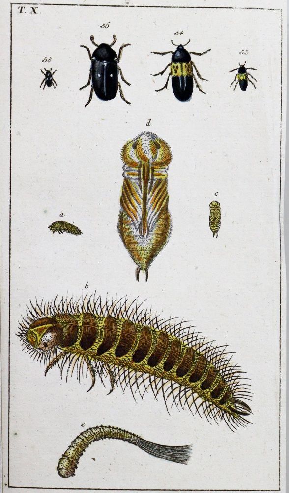 Große Abbildung Nr.2: 128-1926 (Wilhelm,G.T.): (Zoologie, Insekten)