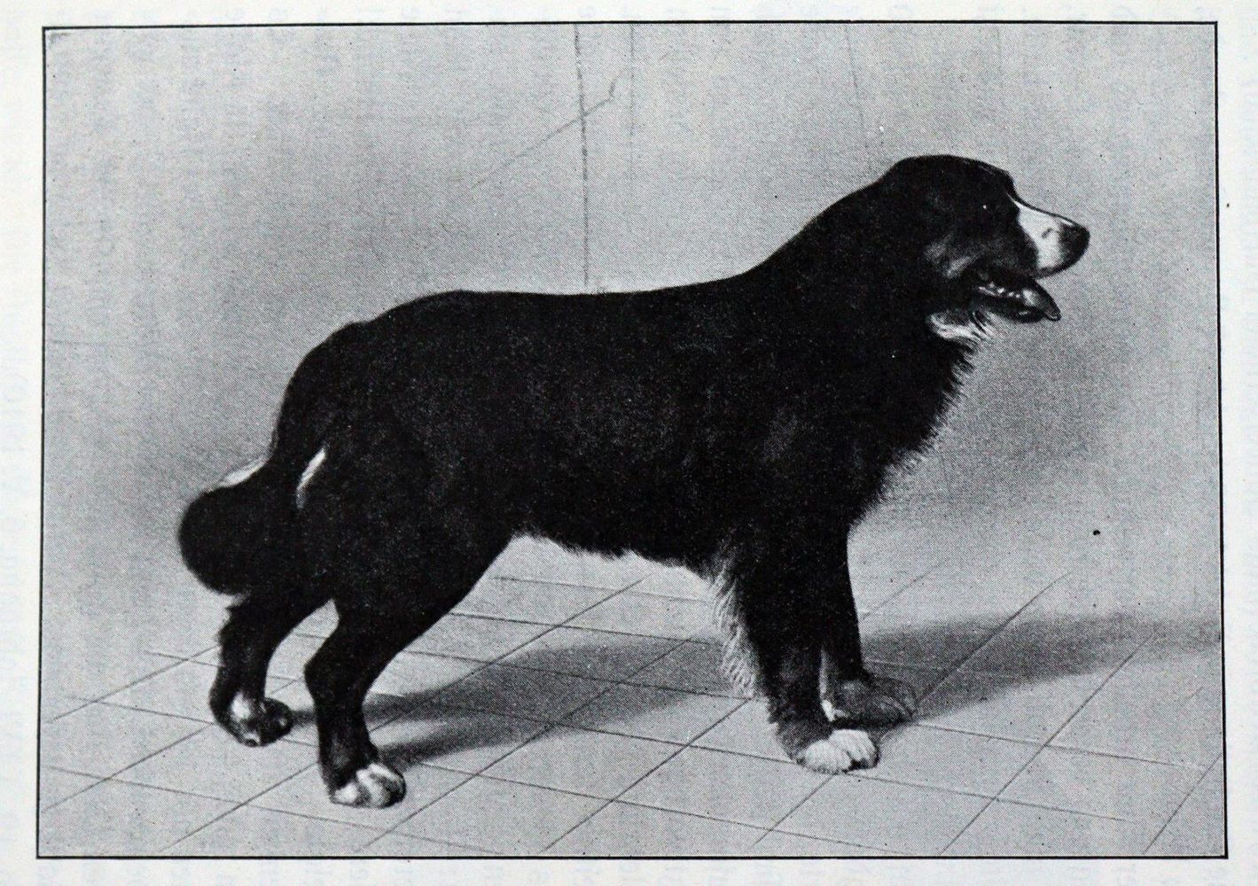 Große Abbildung Nr.1: 128-1927 Heim,A.: (Zoologie, Kynologie, Schweiz)