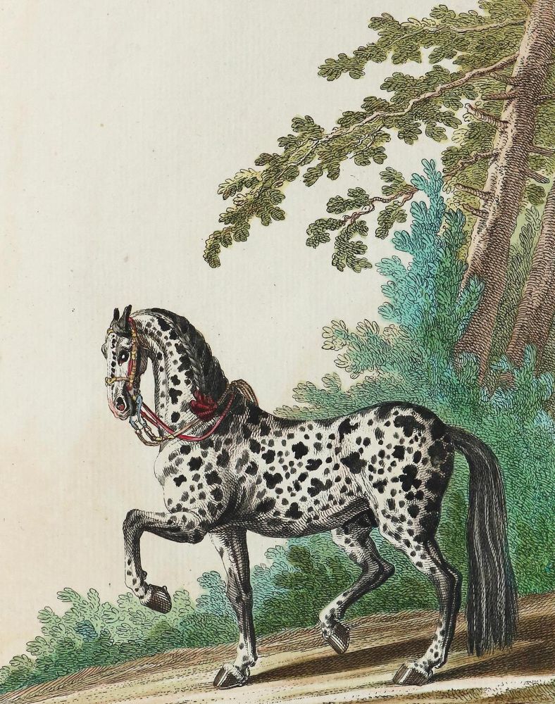 Große Abbildung Nr.1: 128-1932 Ridinger,J.E.: (Zoologie, Pferde)