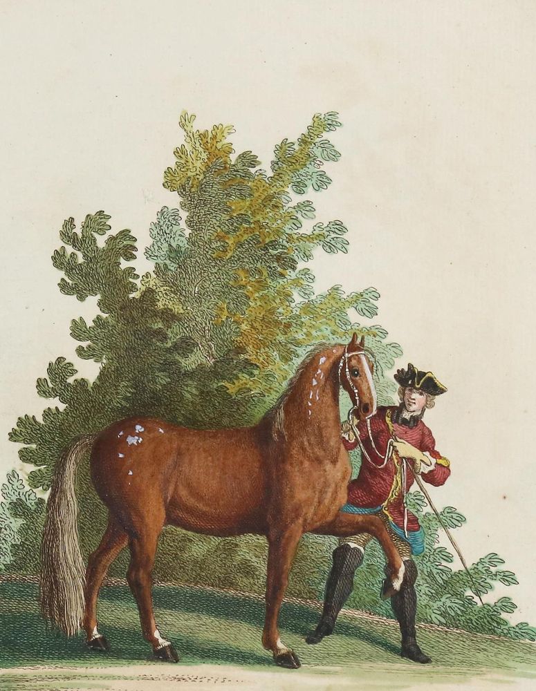 Große Abbildung Nr.4: 128-1932 Ridinger,J.E.: (Zoologie, Pferde)