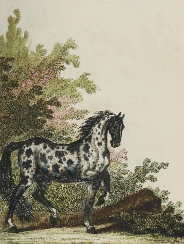 Große Abbildung Nr.7: 128-1932 Ridinger,J.E.: (Zoologie, Pferde)
