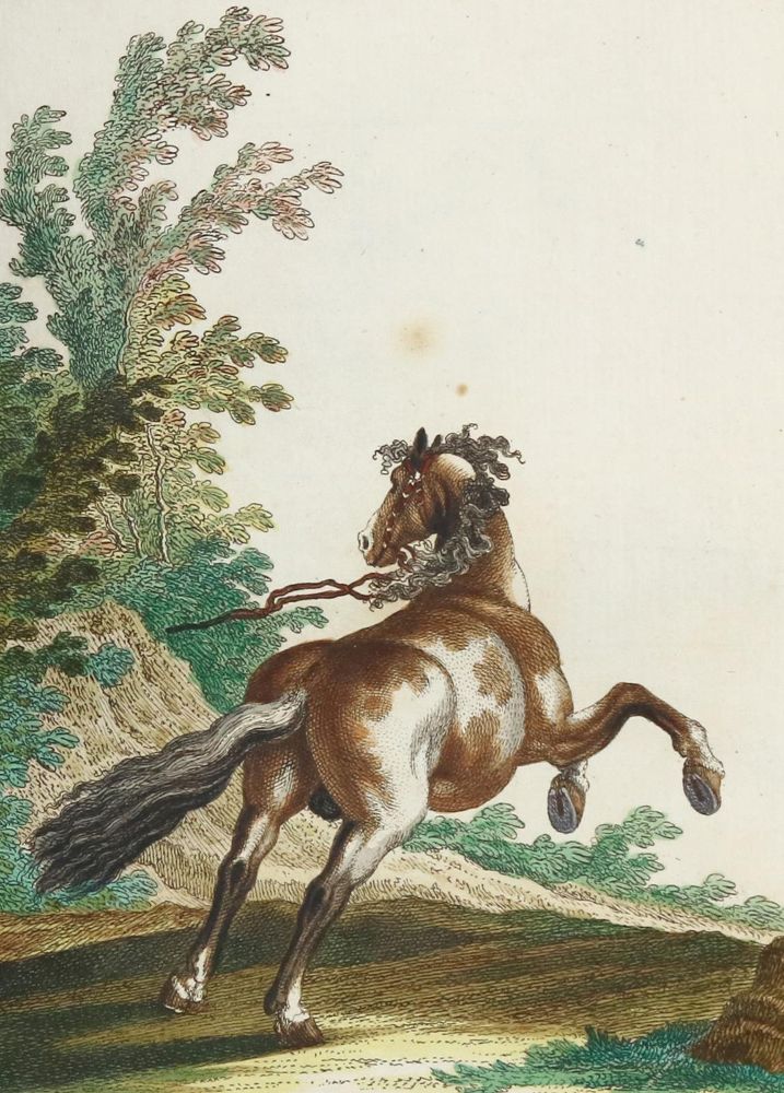 Große Abbildung Nr.8: 128-1932 Ridinger,J.E.: (Zoologie, Pferde)