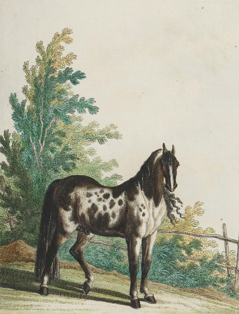 Große Abbildung Nr.9: 128-1932 Ridinger,J.E.: (Zoologie, Pferde)