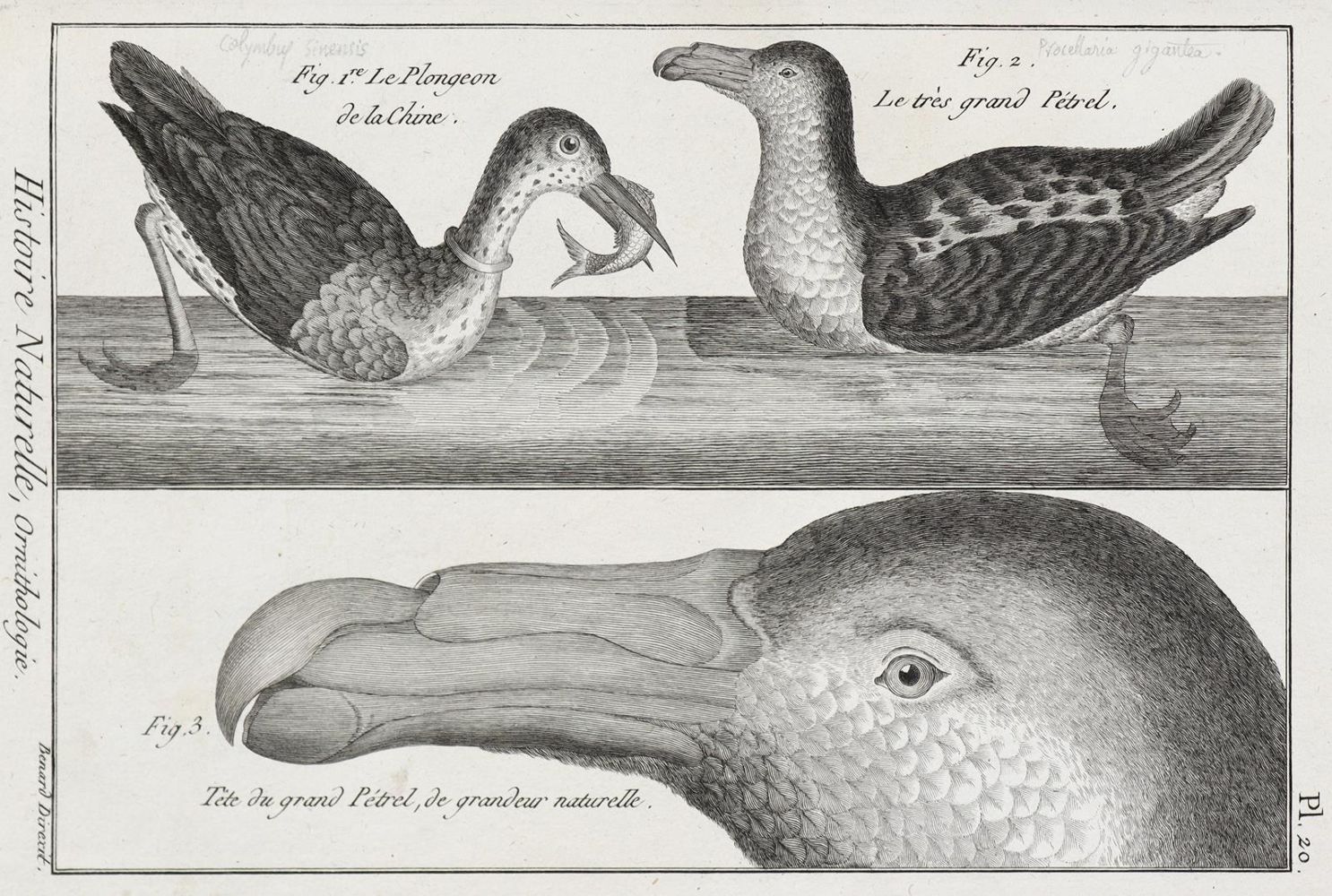 Große Abbildung Nr.1: 128-1935 Bonnaterre,J.P.: (Zoologie, Vögel)