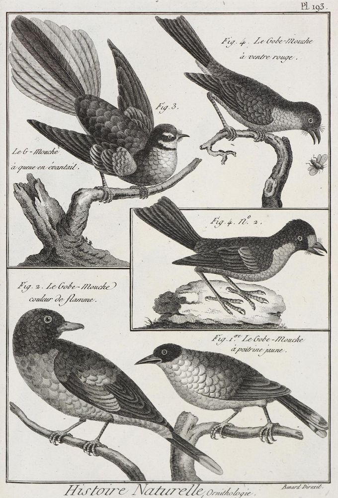 Große Abbildung Nr.2: 128-1935 Bonnaterre,J.P.: (Zoologie, Vögel)