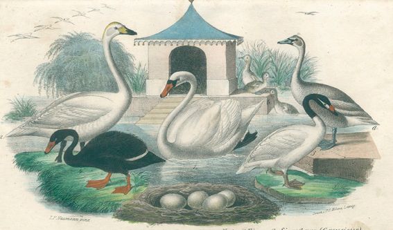 Große Abbildung Nr.1: 128-1938 Buhle,C.A.: (Zoologie, Vögel)