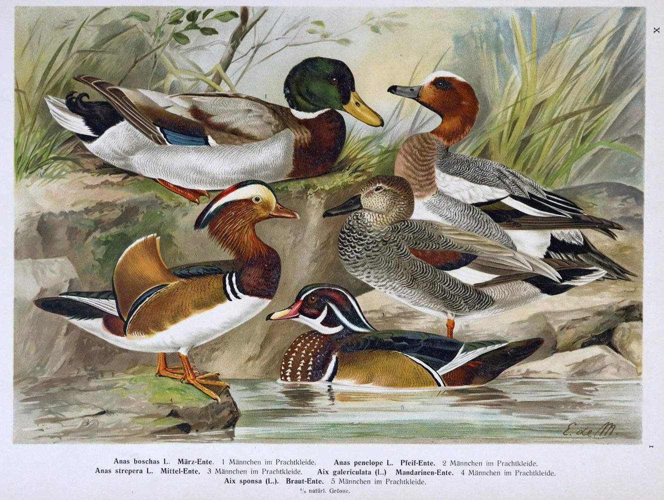 Große Abbildung Nr.1: 128-1942 Naumann,(J.A.).: (Zoologie, Vögel, Enten)