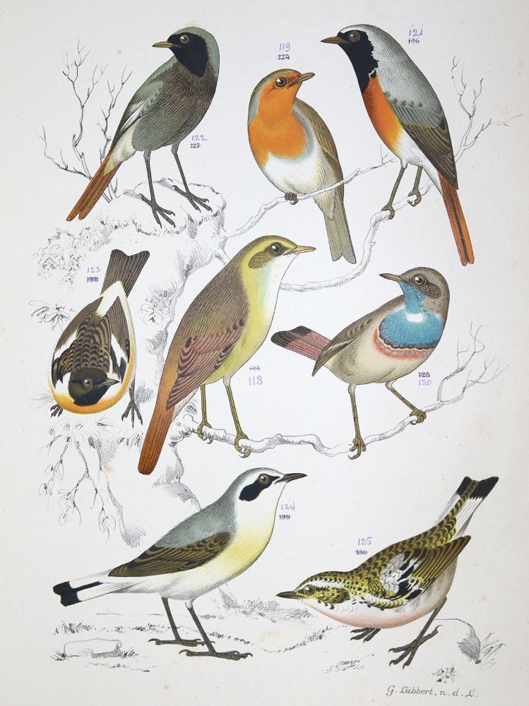 Große Abbildung Nr.1: 128-1946 Nuyens,A.: (Zoologie, Vögel)