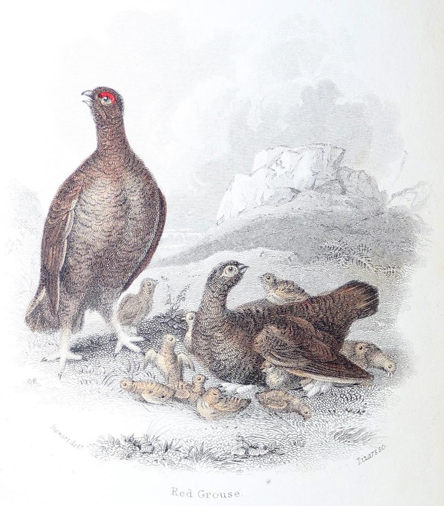 Große Abbildung Nr.1: 128-1951 Sammlung: (Zoologie, Vögel)