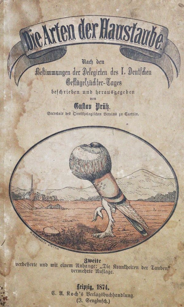 Große Abbildung Nr.1: 128-1952 Tauben.: (Zoologie, Vögel)