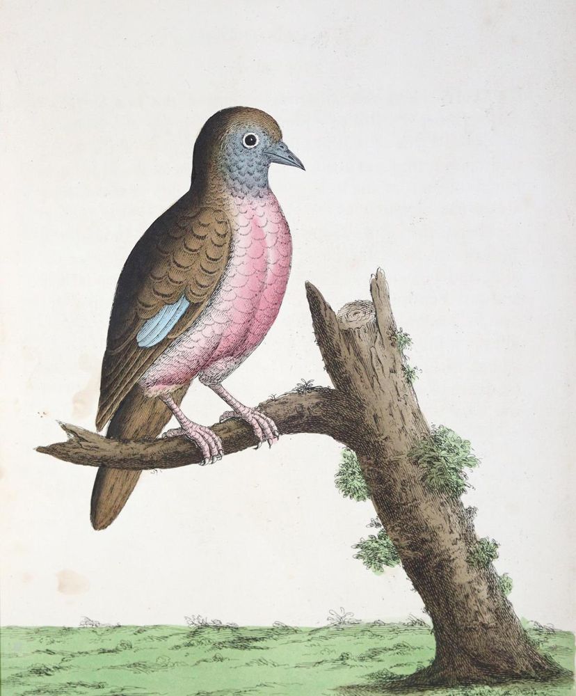 Große Abbildung Nr.1: 128-1955 Albin,E.: (Zoologie, Vögel, Tauben)