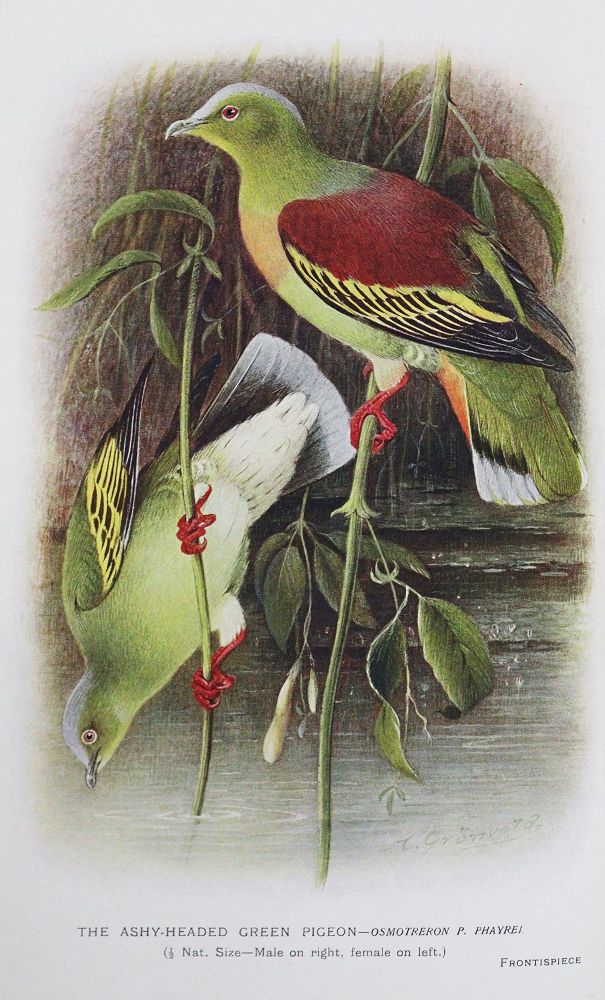 Große Abbildung Nr.1: 128-1958 Baker,E.C.S.: (Zoologie, Vögel, Tauben)