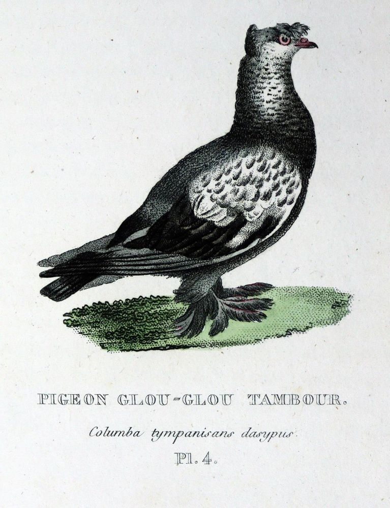 Große Abbildung Nr.1: 128-1959 Boitard,(P.) u. M.Corbier.: (Zoologie, Vögel, Tauben)