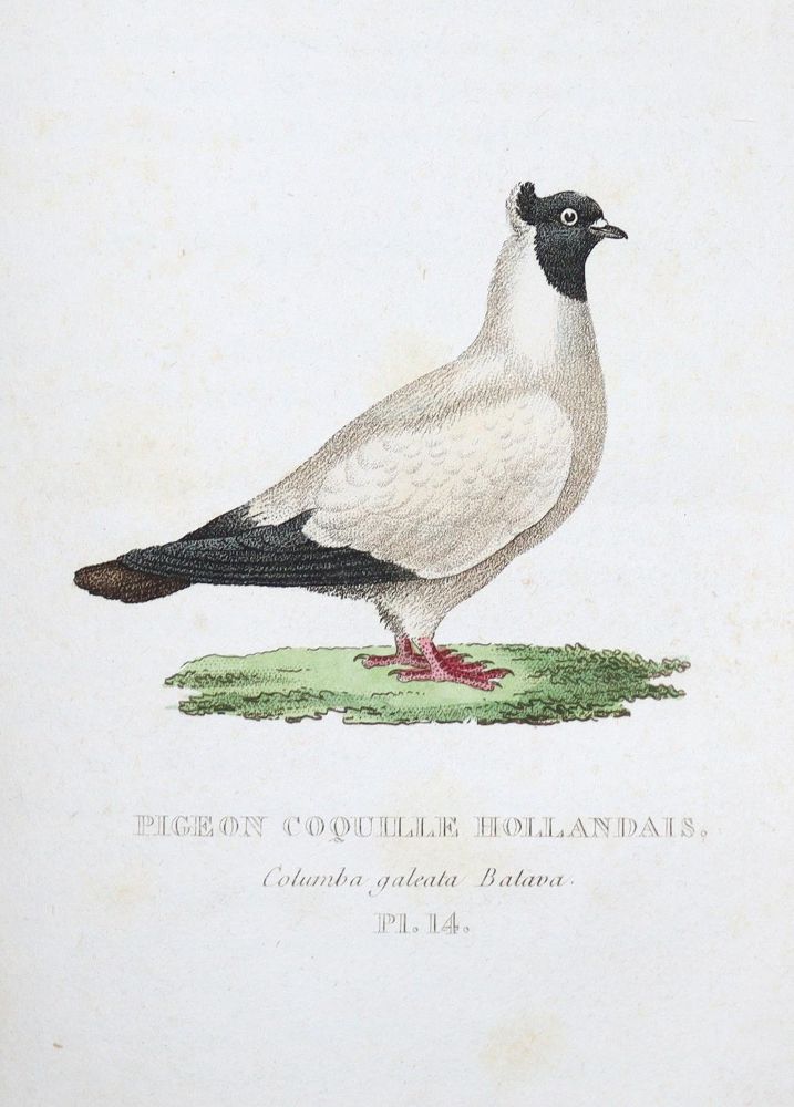 Große Abbildung Nr.1: 128-1960 Boitard,(P.) u. M.Corbier.: (Zoologie, Vögel, Tauben)
