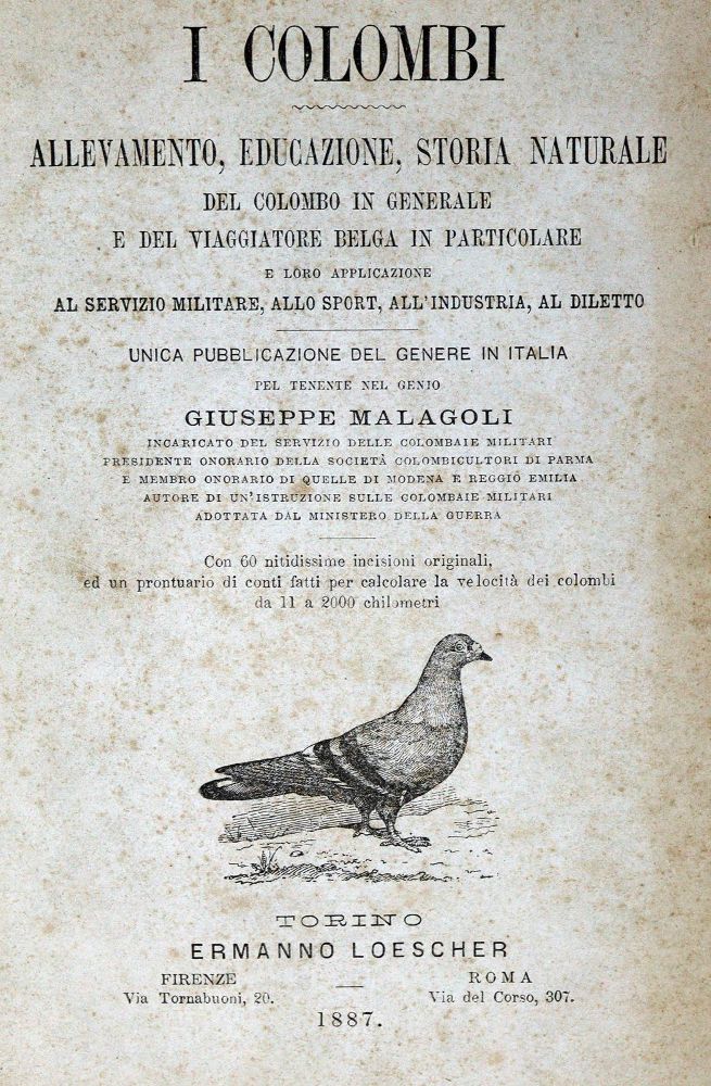 Große Abbildung Nr.1: 128-1962 Brieftauben.: (Zoologie, Vögel, Tauben)