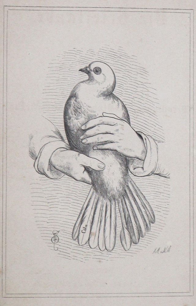 Große Abbildung Nr.1: 128-1964 Brieftauben.: (Zoologie, Vögel, Tauben)