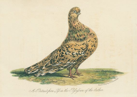 Große Abbildung Nr.1: 128-1967 Eaton,J.M.: (Zoologie, Vögel, Tauben)