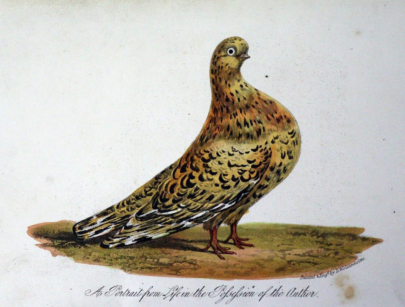 Große Abbildung Nr.1: 128-1968 Eaton,J.M.: (Zoologie, Vögel, Tauben)