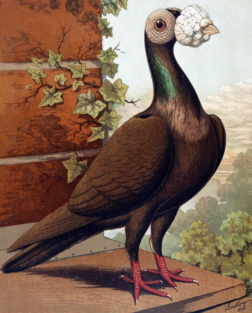 Große Abbildung Nr.1: 128-1971 Fulton,R.: (Zoologie, Vögel, Tauben)