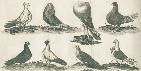 Große Abbildung Nr.1: 128-1972 Girton,D. (d.ii.William Thompson).: (Zoologie, Vögel, Tauben)